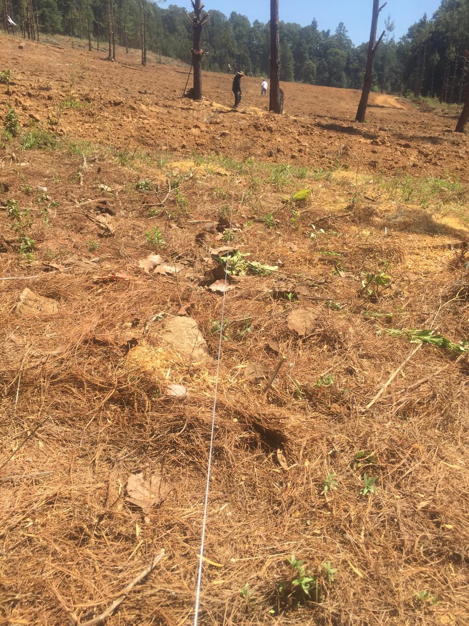 Terreno trazado y preparado para plantación