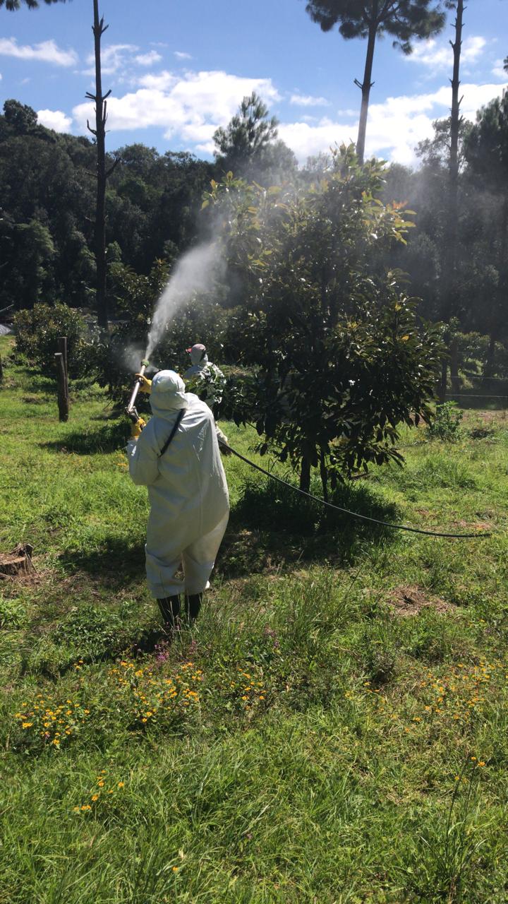 Aplicación fitosanitaria en huerta