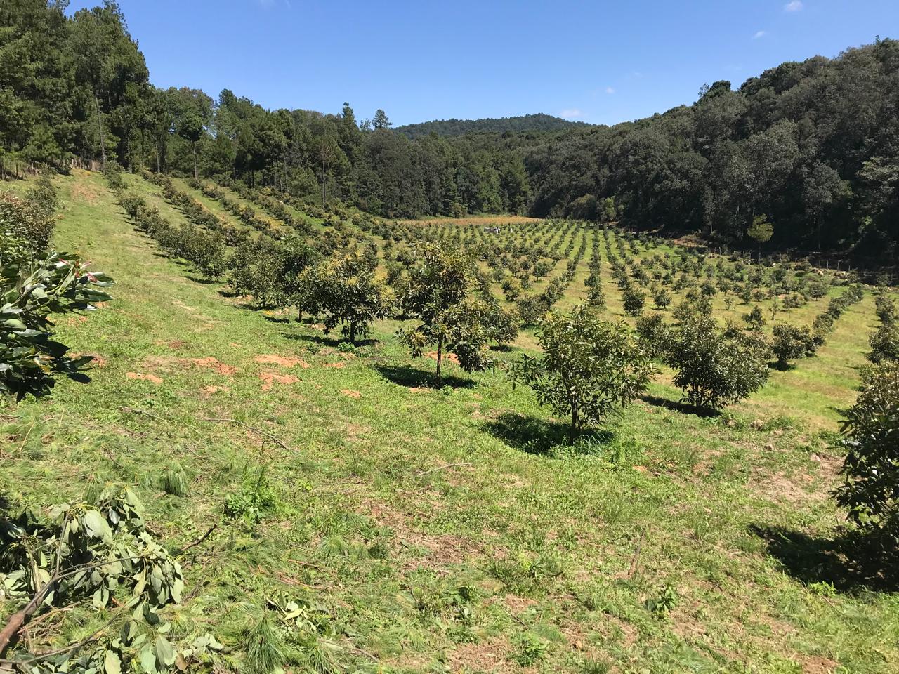 Huerta de aguacate en producción