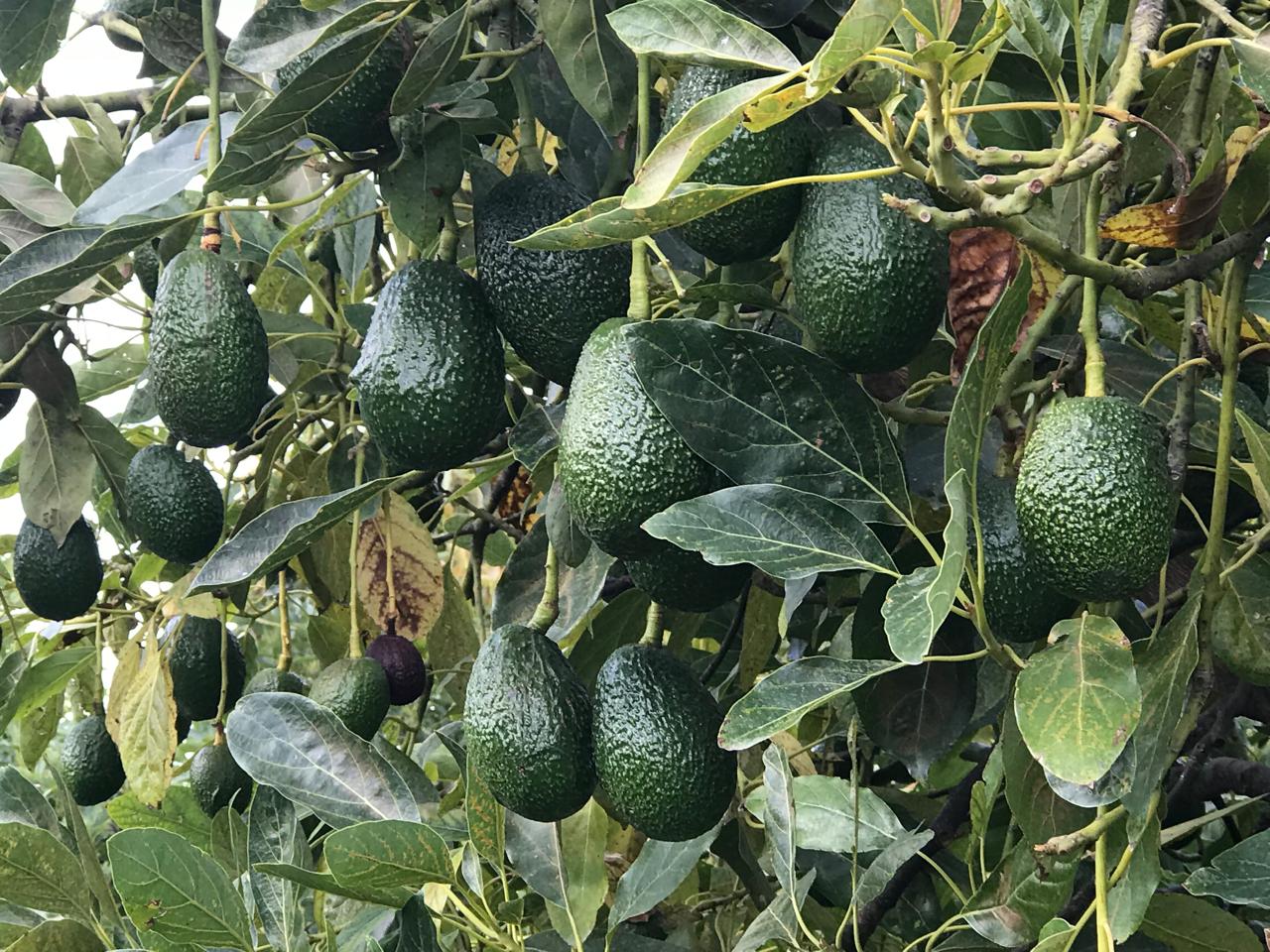 Aguacate Hass listo para cosecha