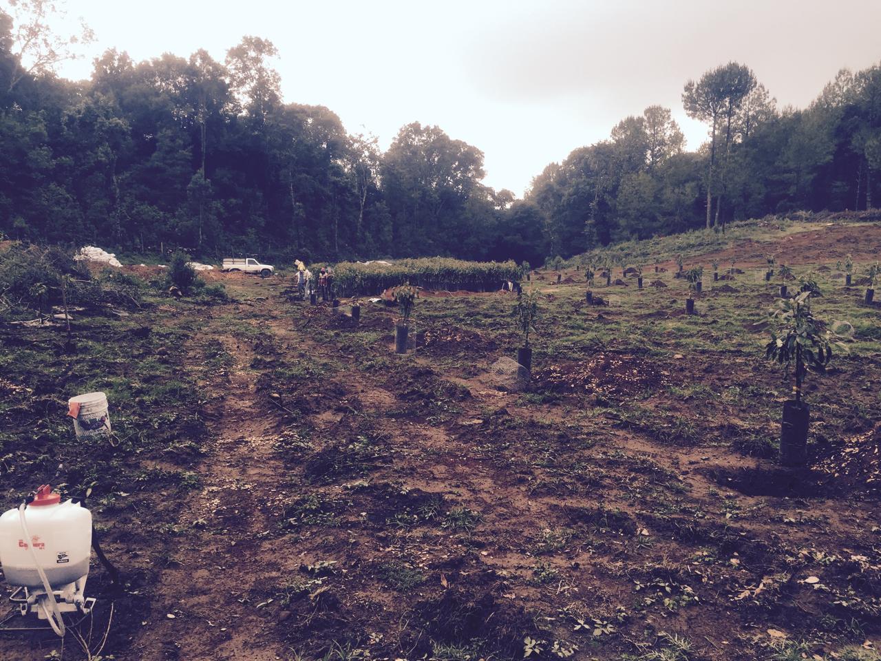 Día de plantación en campo