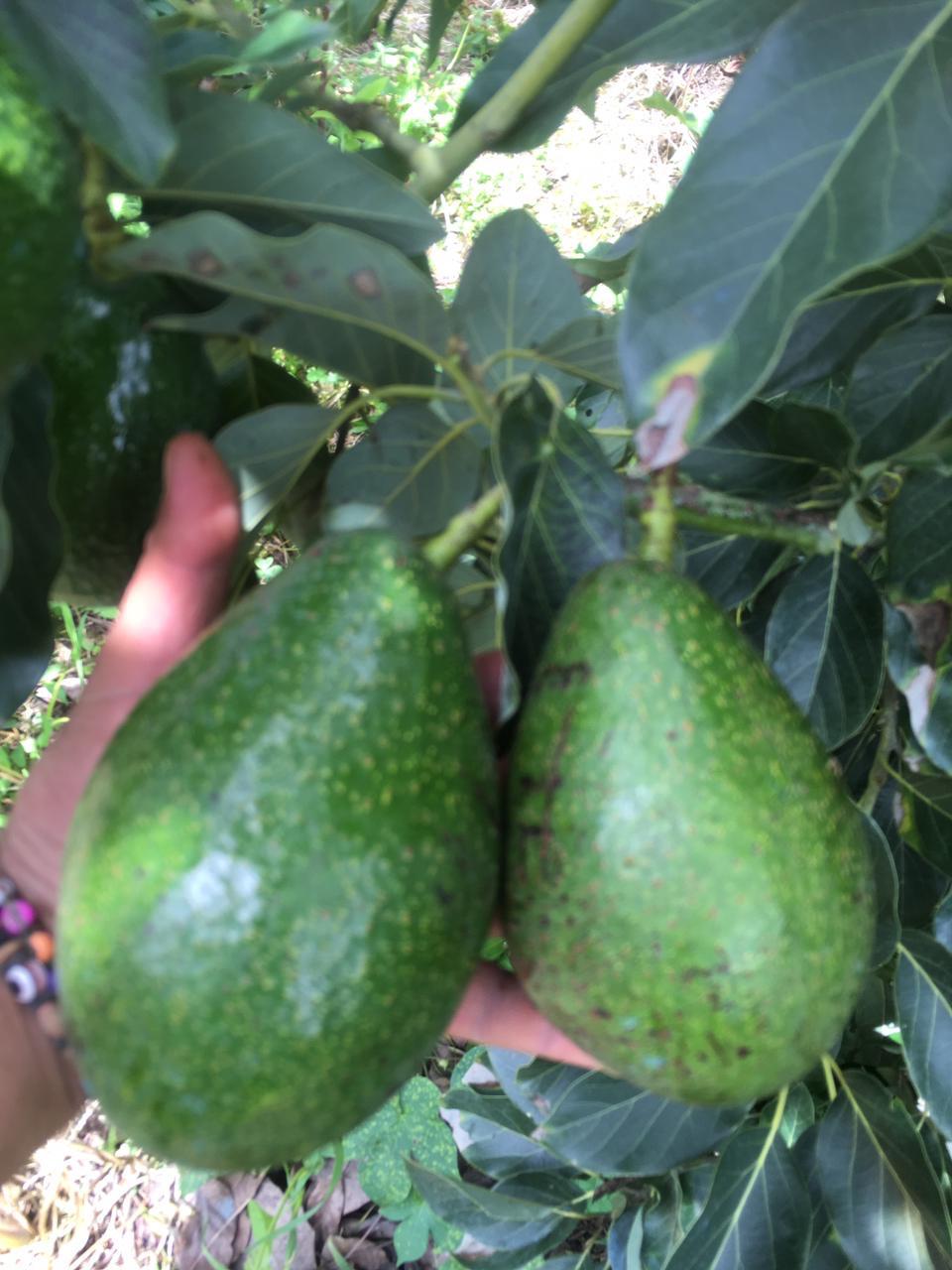 Aguacates de árboles del vivero
