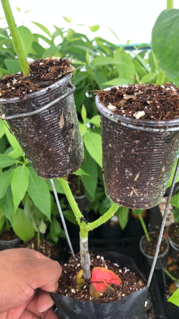 Acodos de planta clonal en vasos