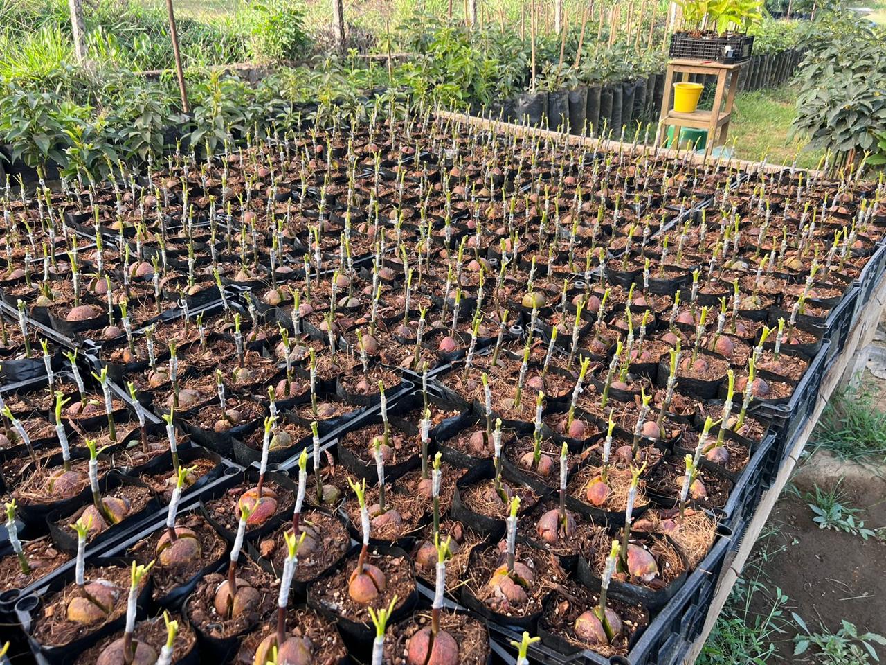 Producción de planta clonal en el vivero
