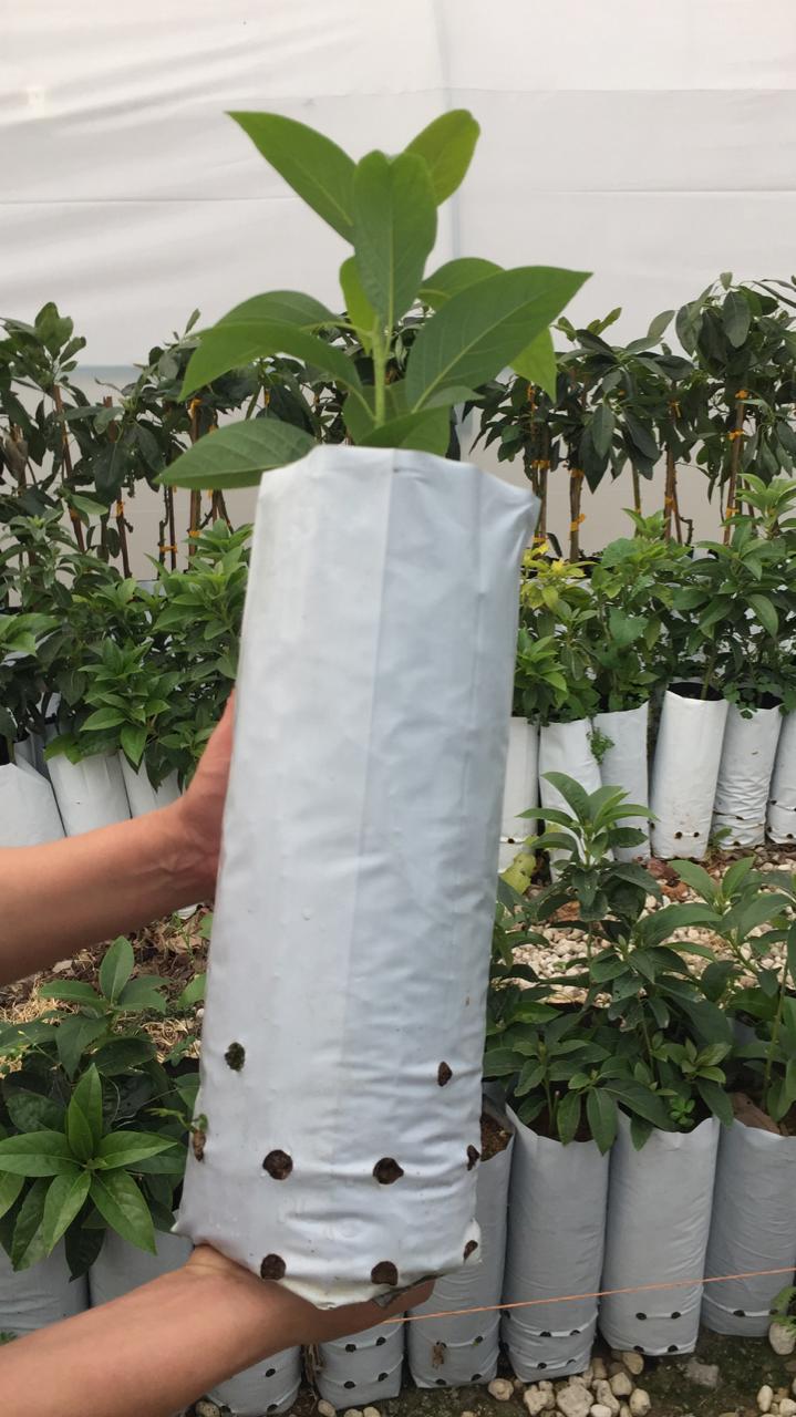 Planta clonal en bolsa lista para entrega
