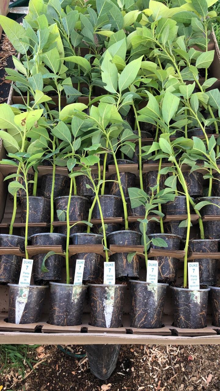 Planta clonal Duke 7 etiquetada