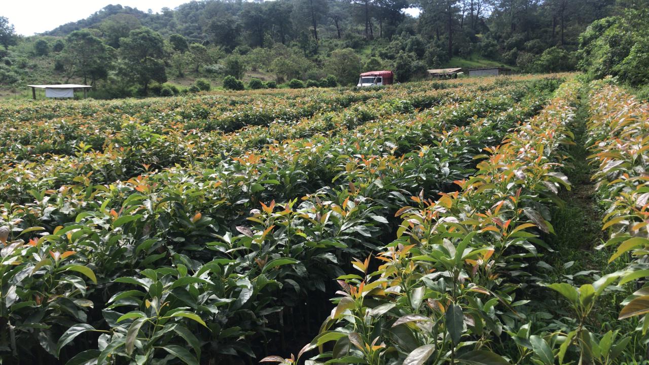 Hileras de planta de aguacate